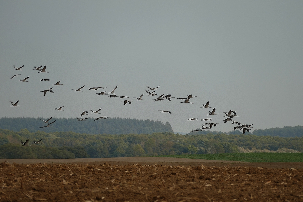 Einflug zum Körner picken