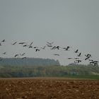 Einflug zum Körner picken