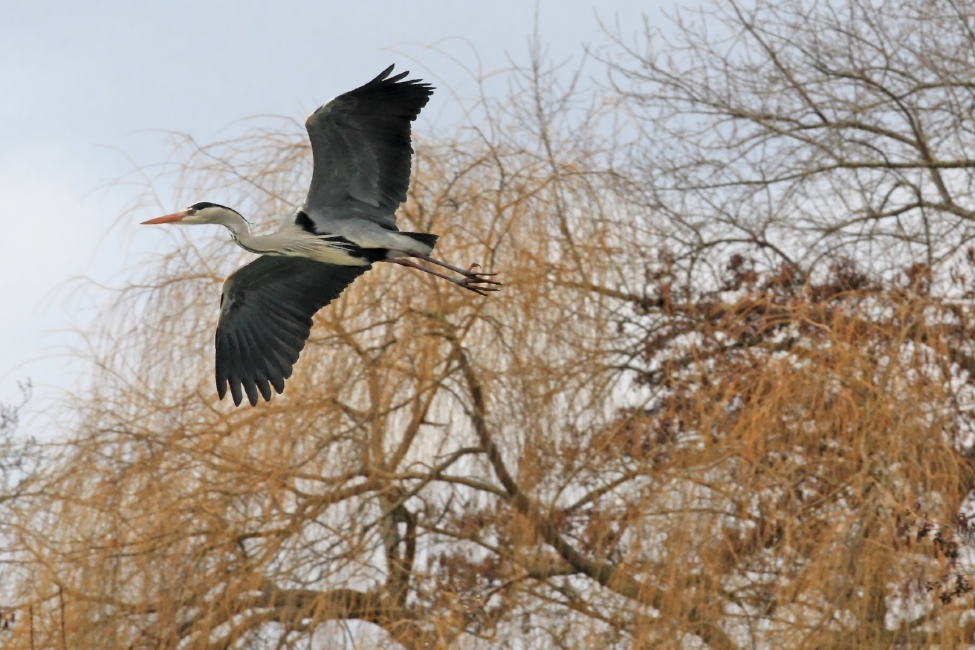 Einflugschneise vor der Vogelinsel