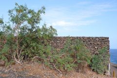 Einfriedungsmauer auf Lanzarote 2008