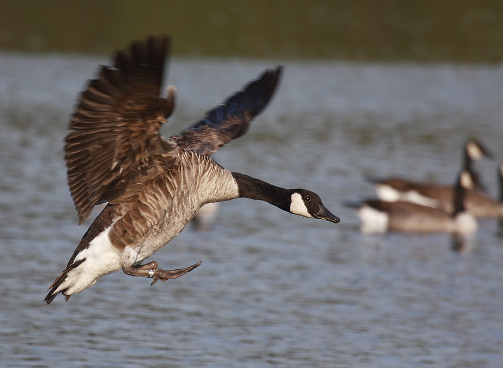 Einfüßige Gans