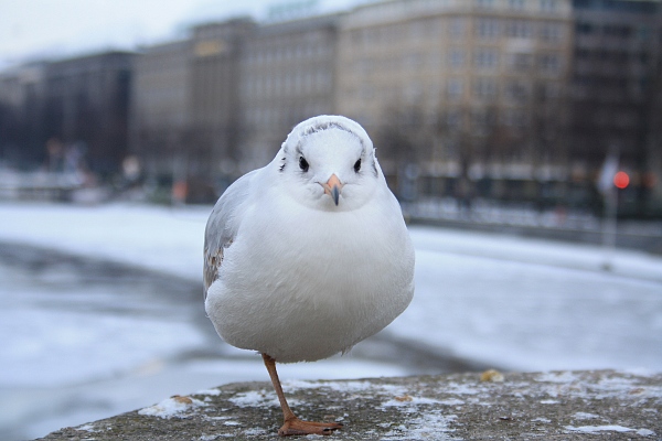 Einfussmöwe;)