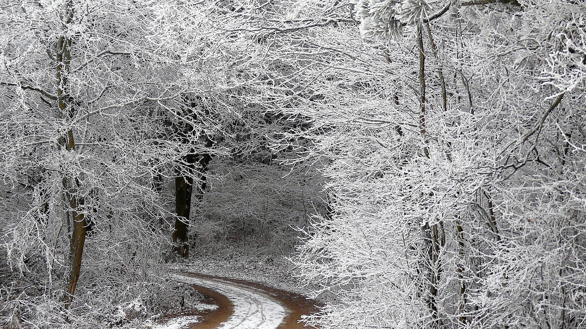 Eingang in den Winterwald