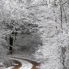 Eingang in den Winterwald