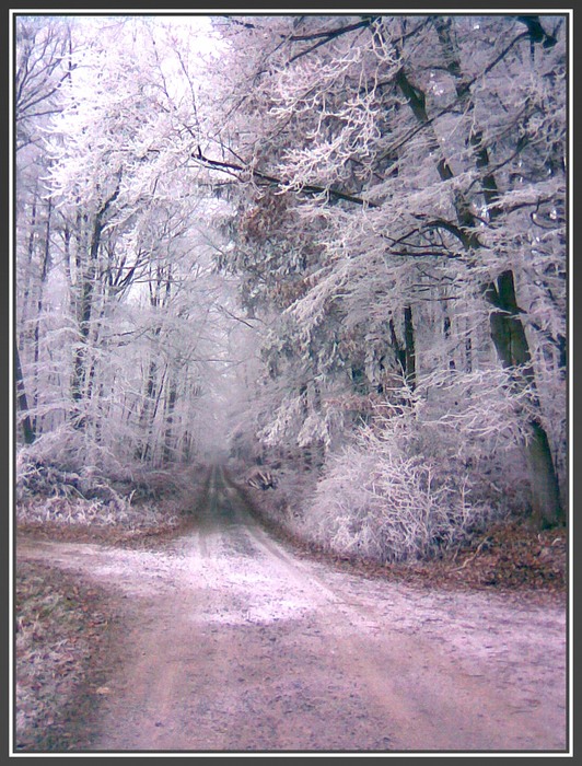 Eingang zum gefrorenem Wald1