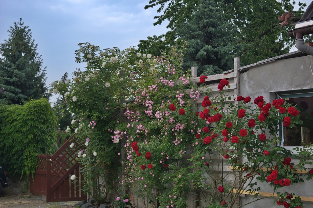 Eingang zum Rosengarten