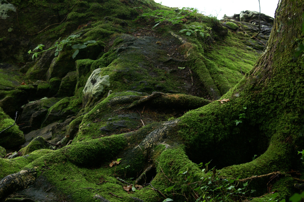 Eingang zur Welt der Leprechauns