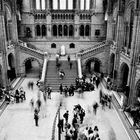 Eingangshalle des Natural History Museum