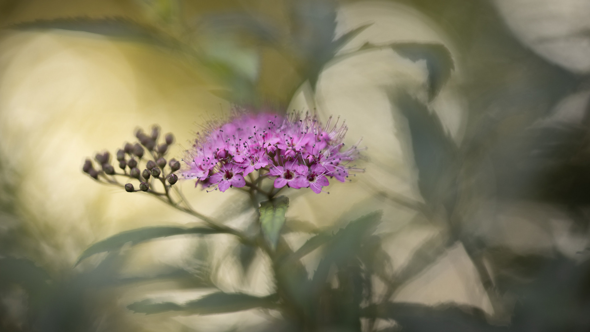 eingebettet im Bokeh (105mm)