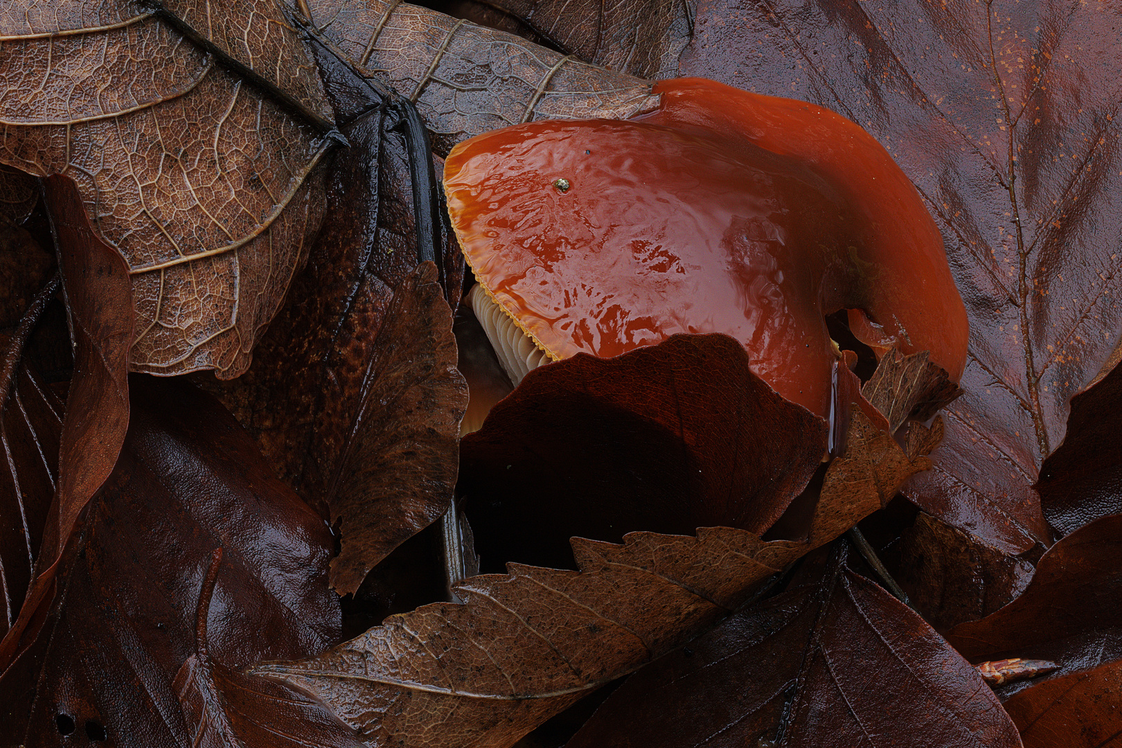 eingebettet im Herbstlaub sind diese Samtfußrüblinge