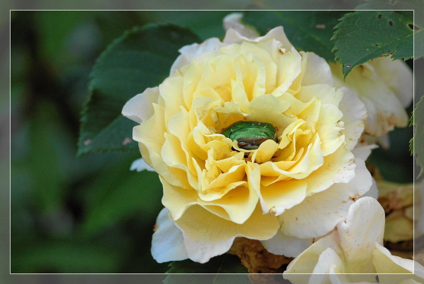 eingebettet im Rosenduft