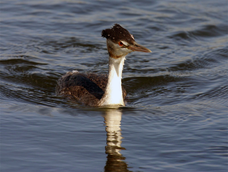 eingebildeter Haubentaucher ? (Podiceps cristatus)