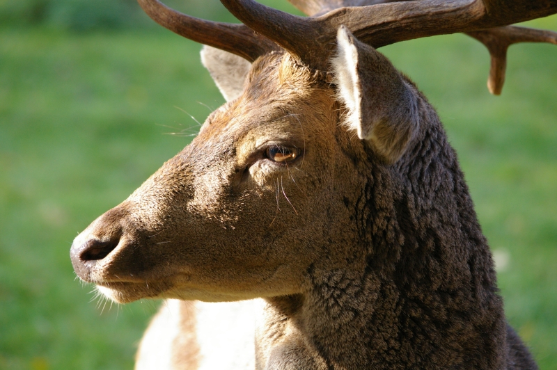 Eingebildeter Hirsch