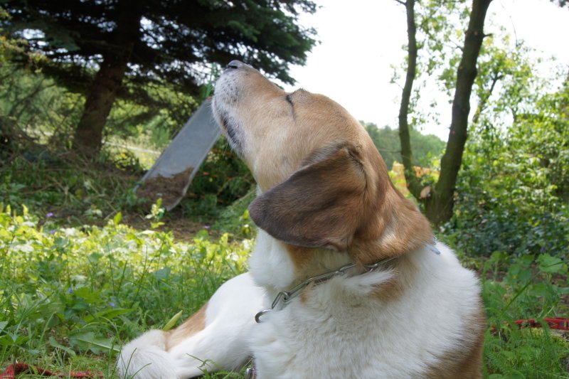 Eingebildeter Hund