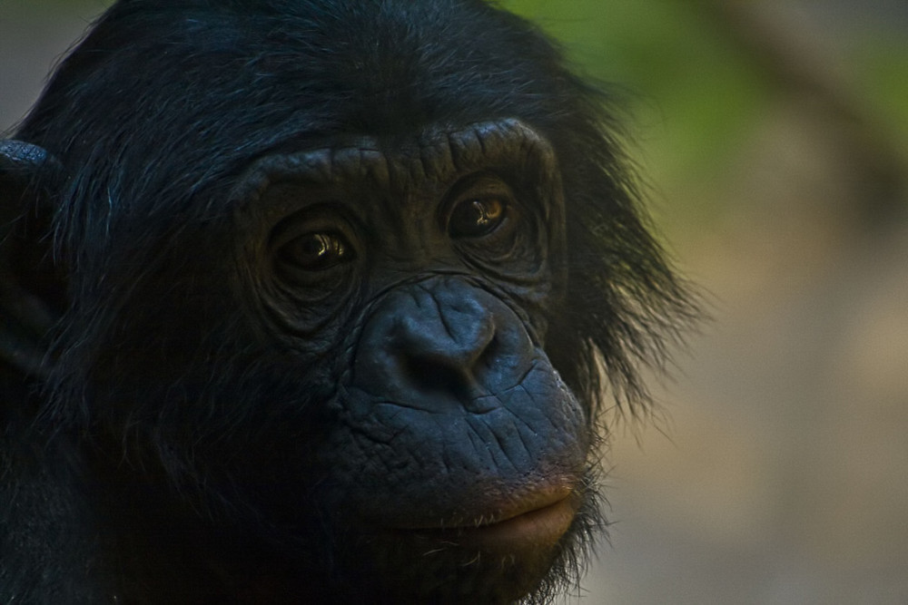 Eingeborener des Leipziger Zoos