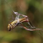Eingefangen -Spinnennetz im Wind