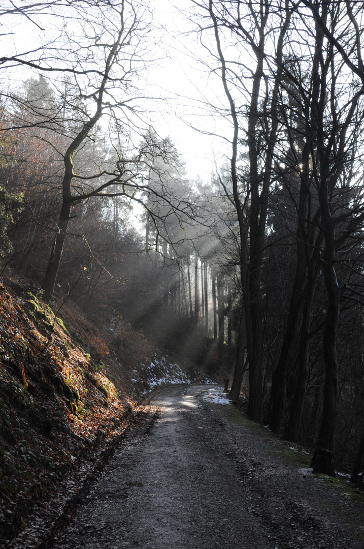 Eingefangene Sonnenstrahlen beim Morgenspaziergang