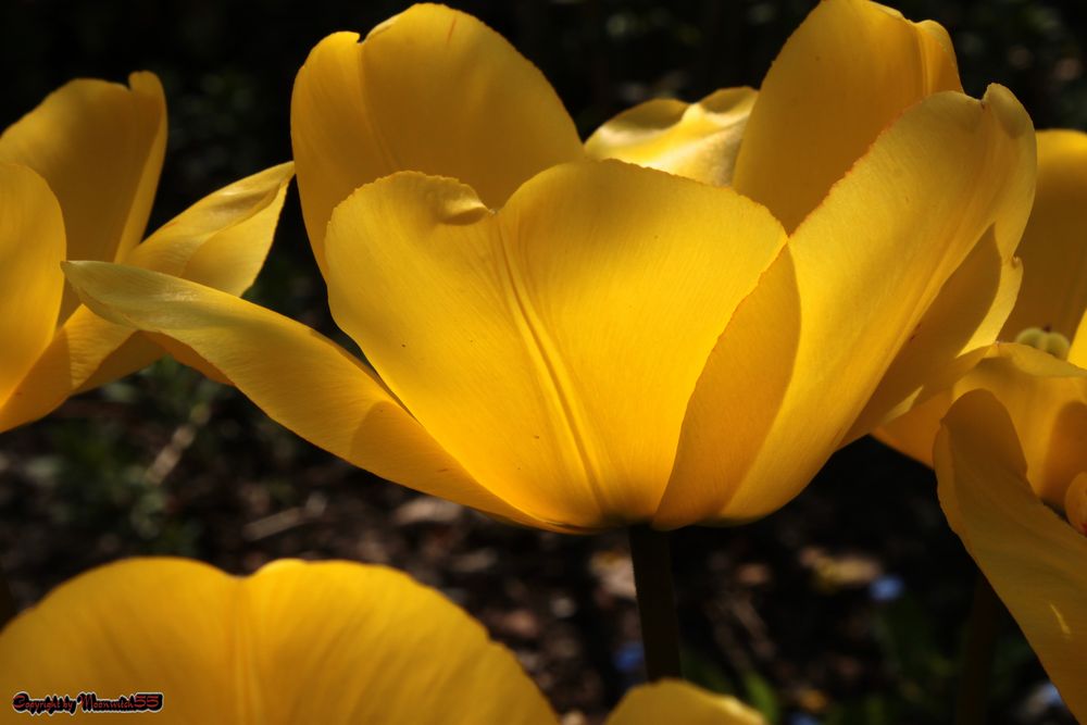 eingefangener Sonnenschein