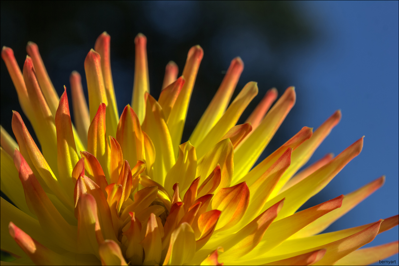 Eingefangener Sonnenschein...