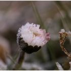 eingefrohrenes Gänseblümchen