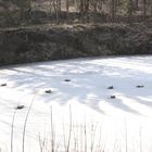 Eingefroren, echt oder Kunststoff, das waren die Fragen bei einer Wanderung durch den Wienerwald