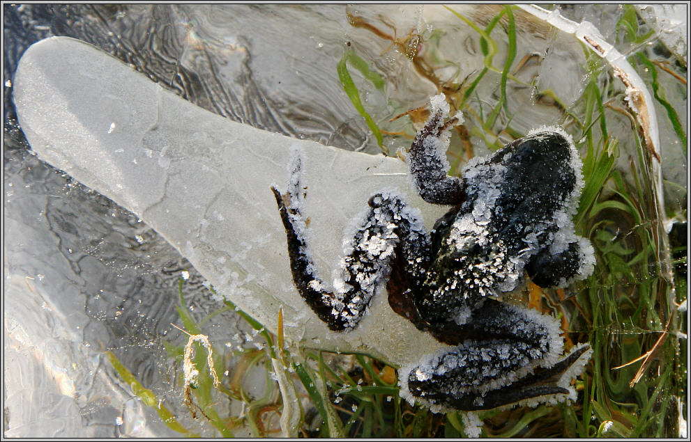 Eingefroren Frozen into the ice Foto & Bild tiere, wildlife