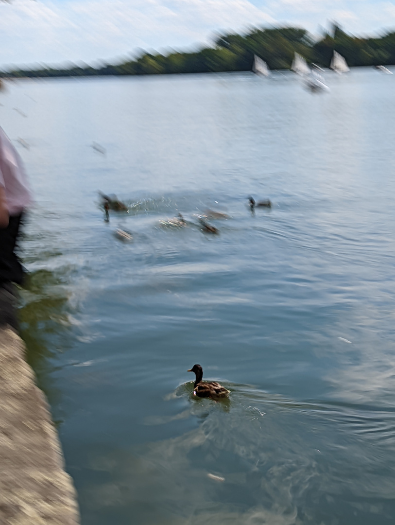 eingefrorene Bewegung der Ente