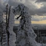 Eingefrorene Fichten auf 1373m höhe