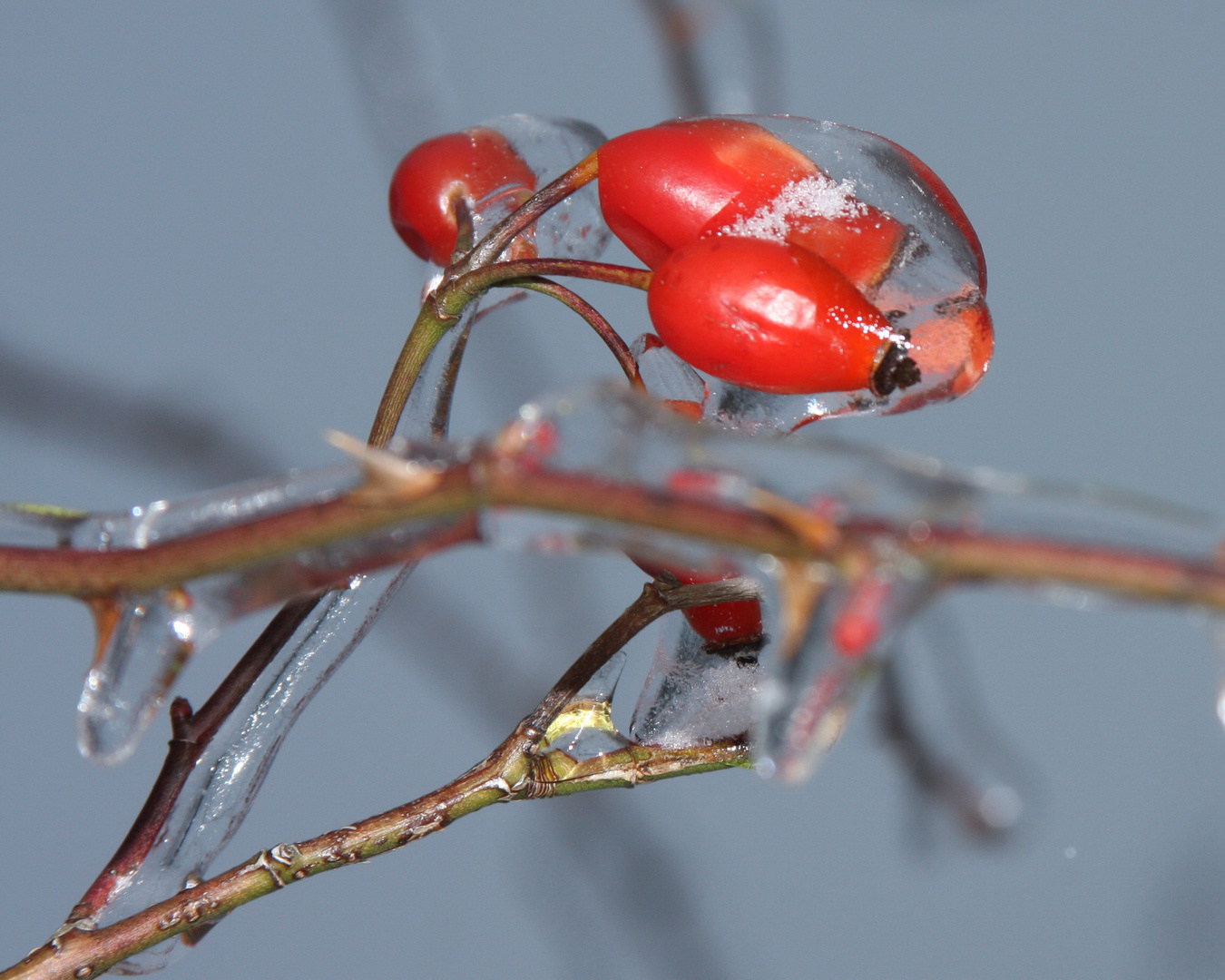 Eingefrorene Hagebutte