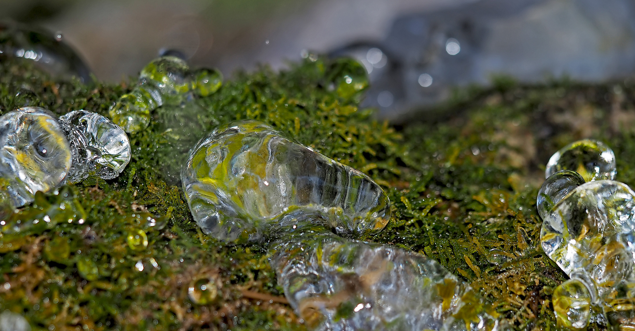 Eingefrorene Tropfen auf dem Moosboden! - Gouttes gelées sur la mousse dans la forêt.