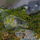 Eingefrorene Tropfen auf dem Moosboden! - Gouttes gelées sur la mousse dans la forêt.