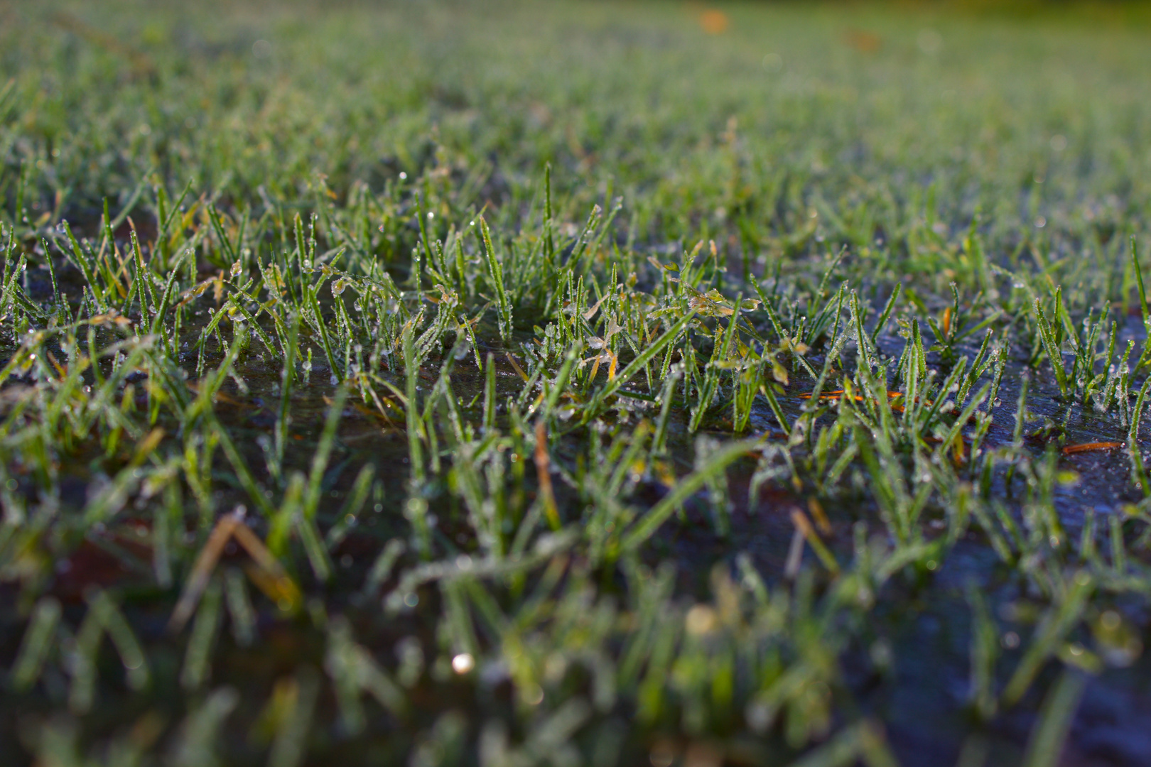 Eingefrorenes Gras