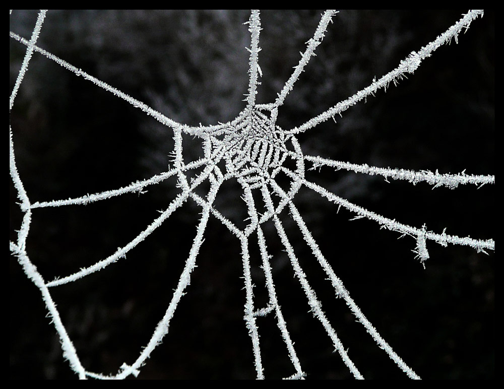 Eingefrorenes Spinnennetz