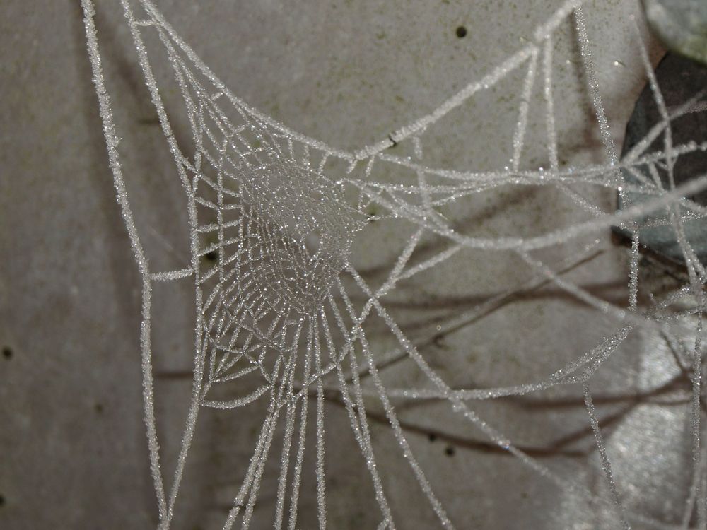 Eingefrorenes Spinnennetz