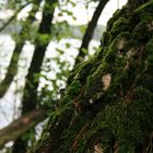 eingehüllt in einen mantel aus moos