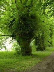 Eingehüllte Bäume / Irland - Killarney Nationalpark
