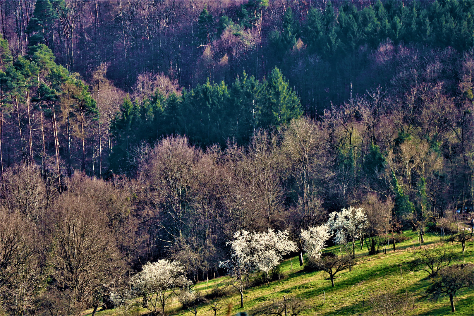 eingekehrt  ...der Frühling