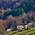 eingekehrt  ...der Frühling