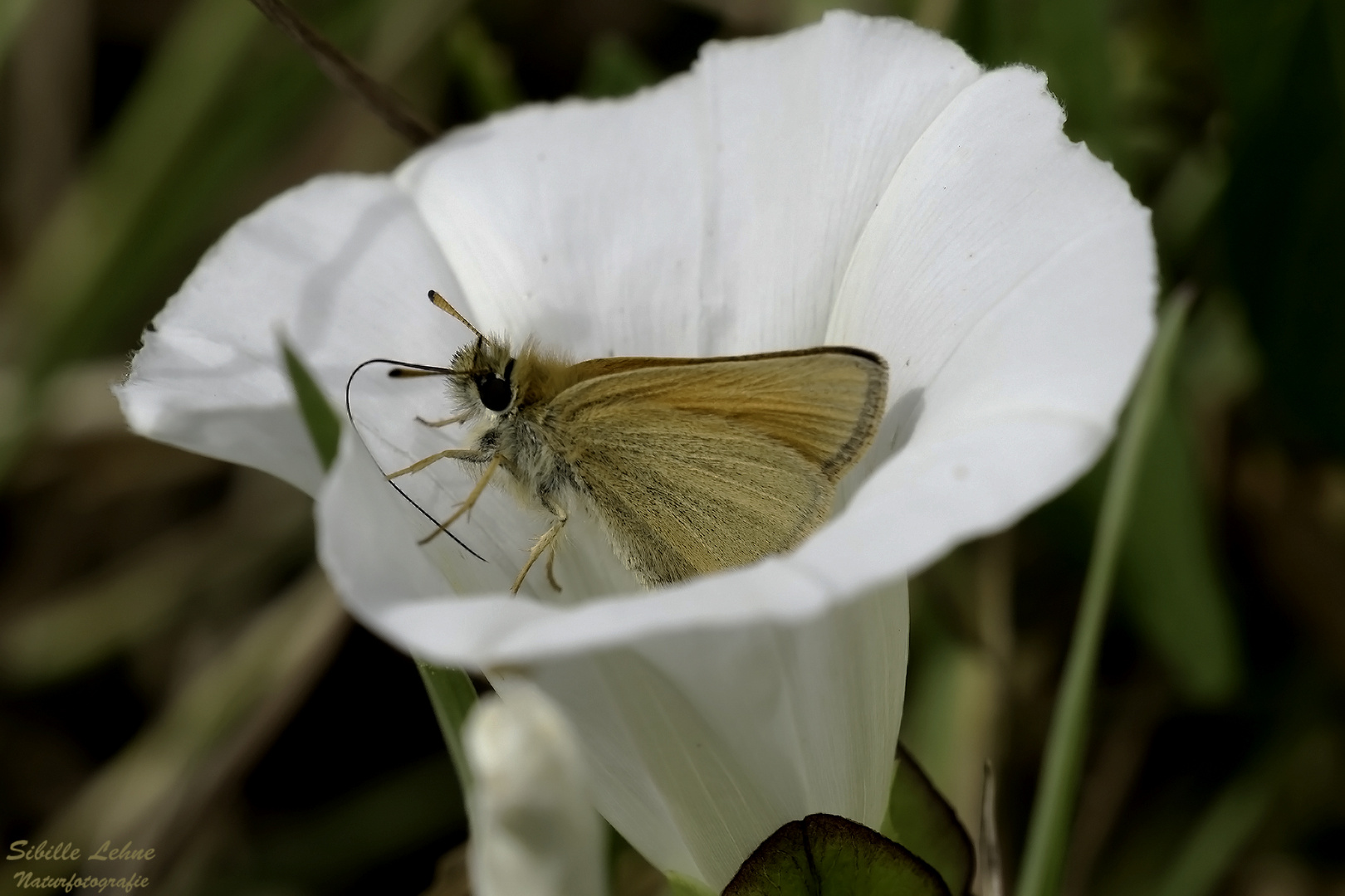 Eingekuschelt in eine Glockenblume...