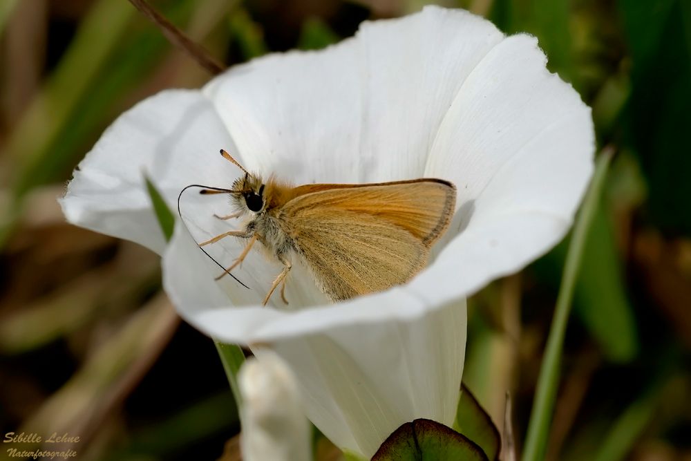 Eingekuschelt in eine Glockenblume...