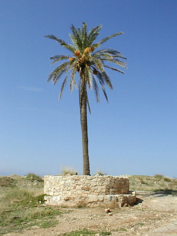 "Eingemauerte Palme" auf der Forteza Retimno /Kreta