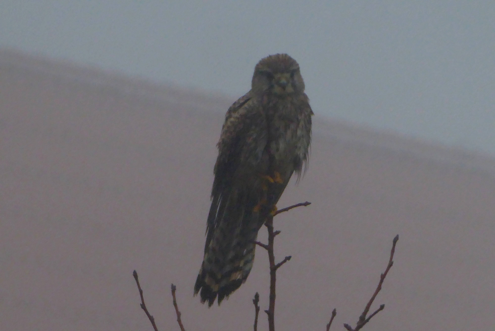 eingenebelt war der Turmfalke