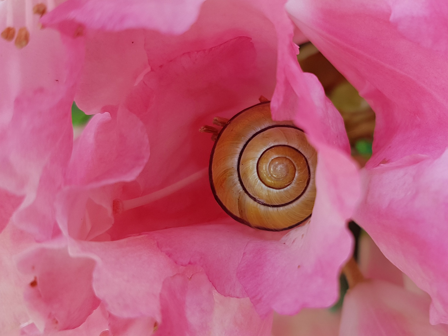 Eingenistet Foto & Bild natur, pflanzen, blüten Bilder auf