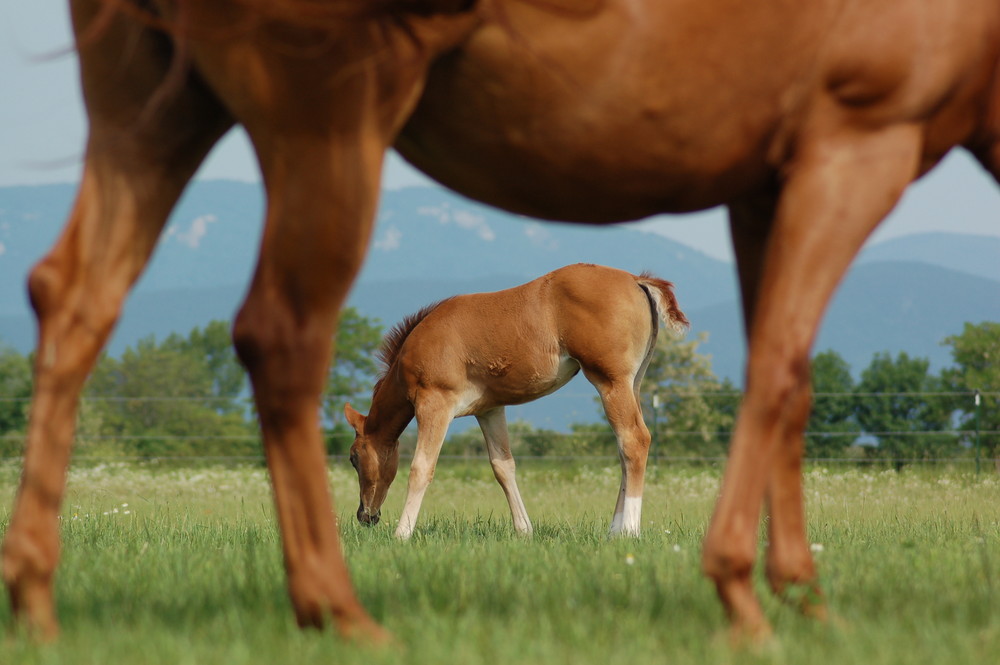 "Eingerahmt - Blick durchs Pferd"