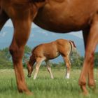 "Eingerahmt - Blick durchs Pferd"