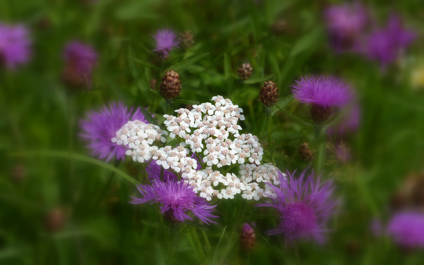 °°°° Eingerahmt in Flockenblumen °°°°