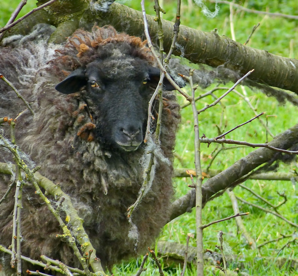 Eingerahmt in Wolle