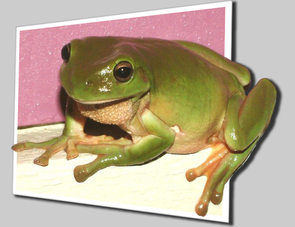 Eingerahmter Frosch