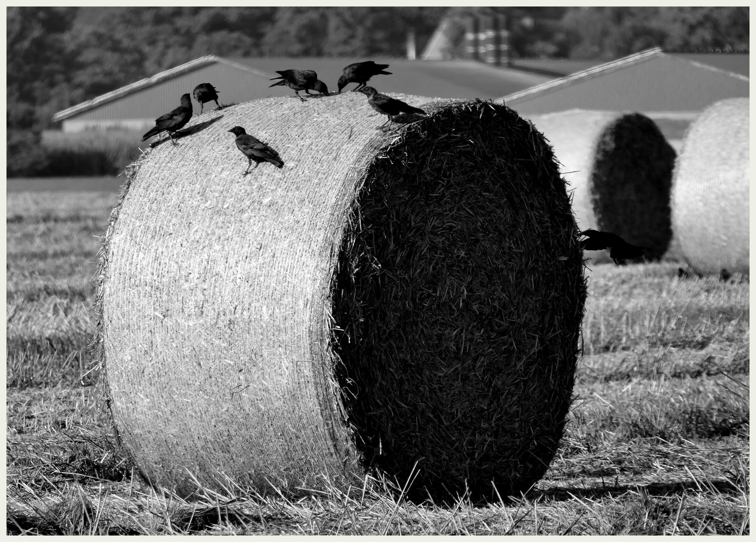 Eingerollt - der Herbst naht