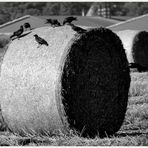 Eingerollt - der Herbst naht